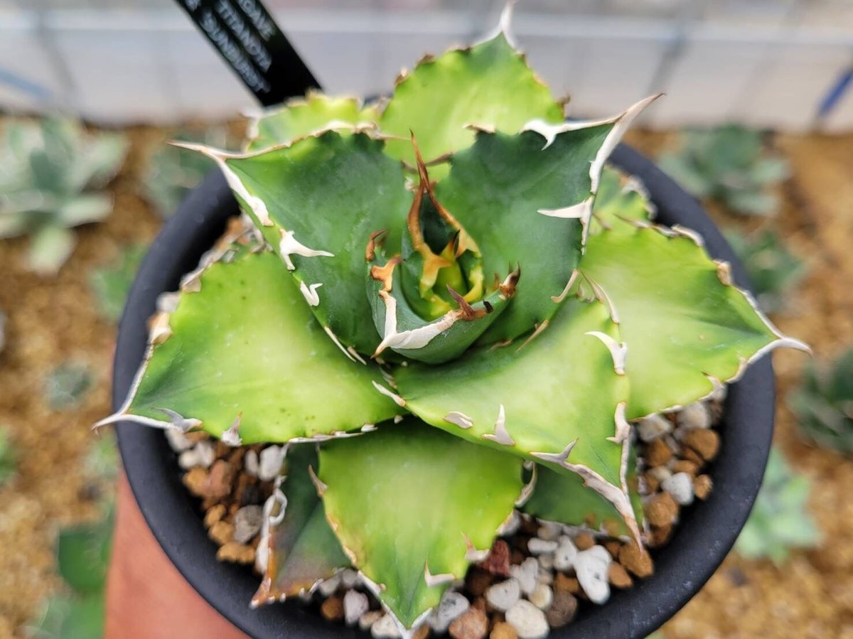 AGAVE TITANOTA GPF001】アガベ チタノタ 子株