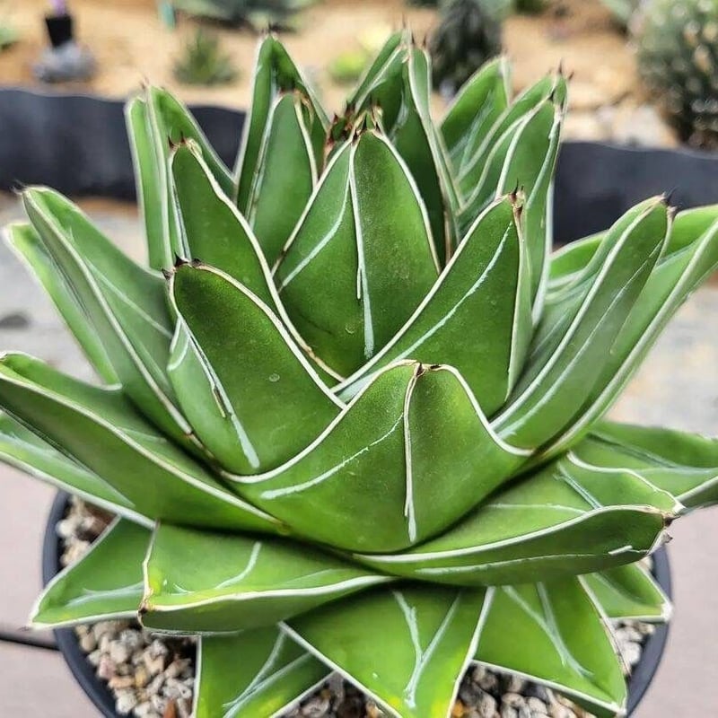 agave victoriae-reginae 'abbey brook' | カトーエンゲー