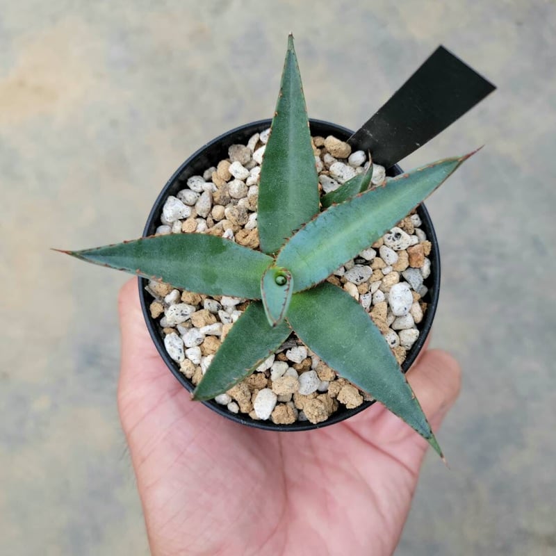 アガベ ロフェロックス ステアウェイトゥヘヴン | カトーエンゲー