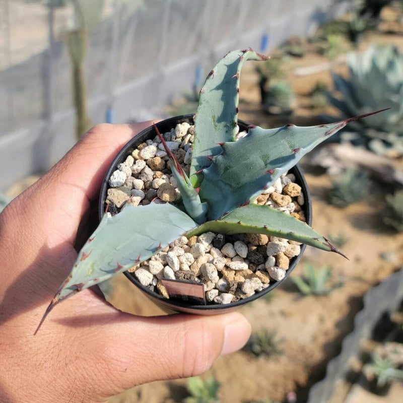agave colorata hyb. leo① | カトーエンゲー