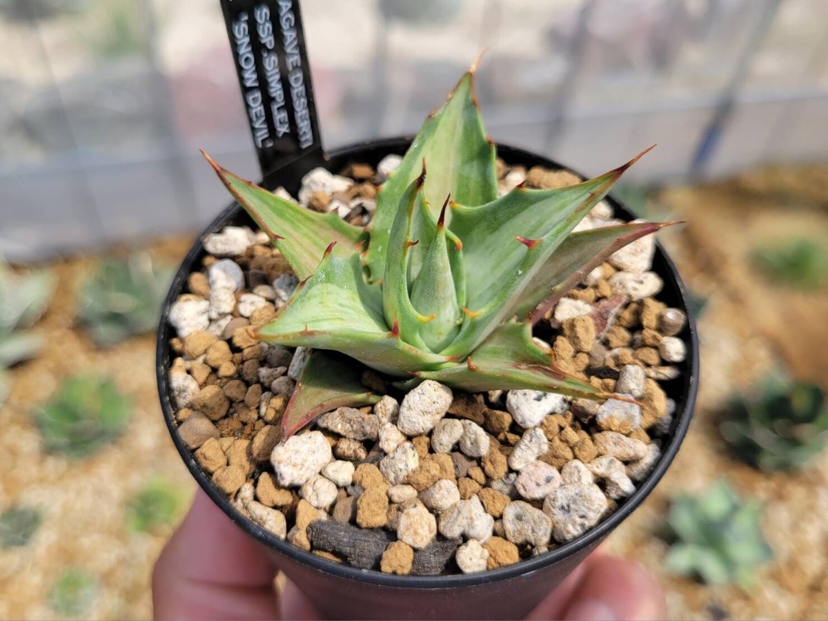 agave deserti ssp.simplex 'snow devil' | カトーエンゲー agave deserti ssp.simplex 'snow devil' | カトーエンゲー