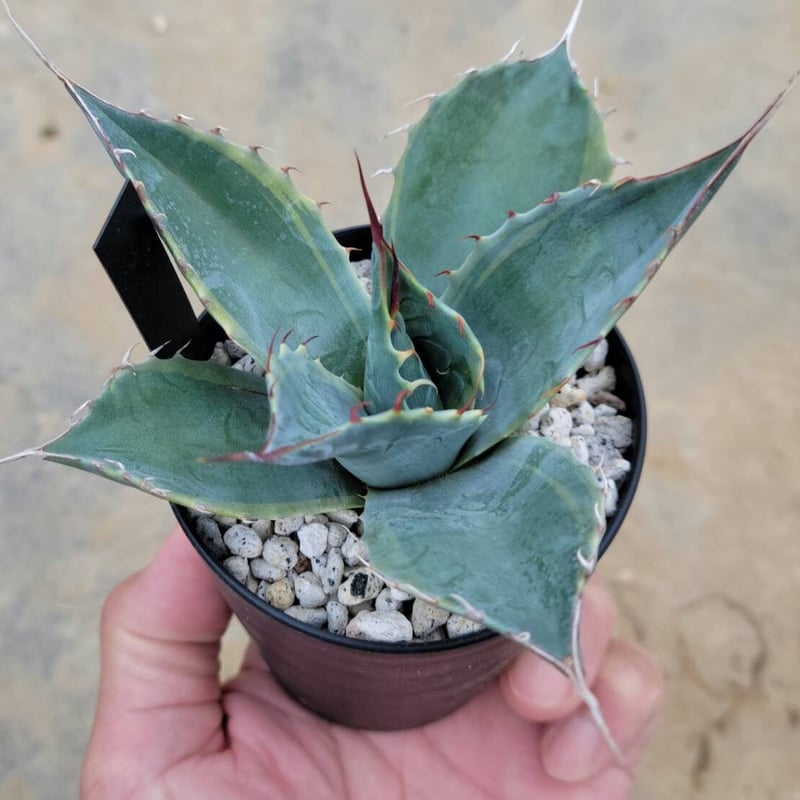 アガベパラサナ ファイヤーボール | カトーエンゲー