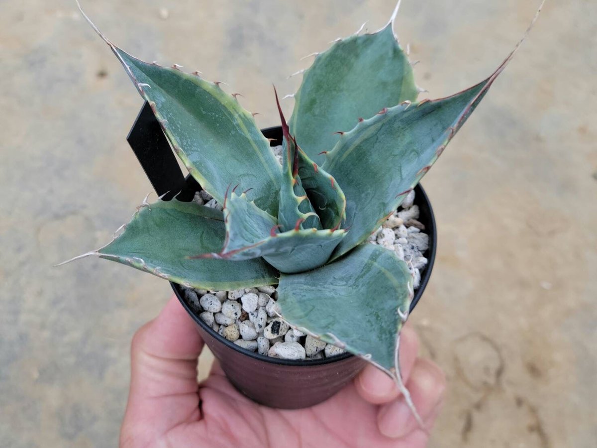 アガベ パラサナ・ファイヤーボール　大株 アガベ パラサナ錦 ファイヤーボール 大株 - メルカリ