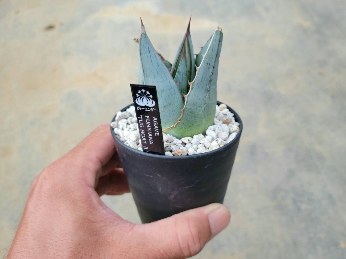 アガベ　ファンキアナ　特大株 アガベ・ファンキアナ｜Agave funkiana | DESERT INC.
