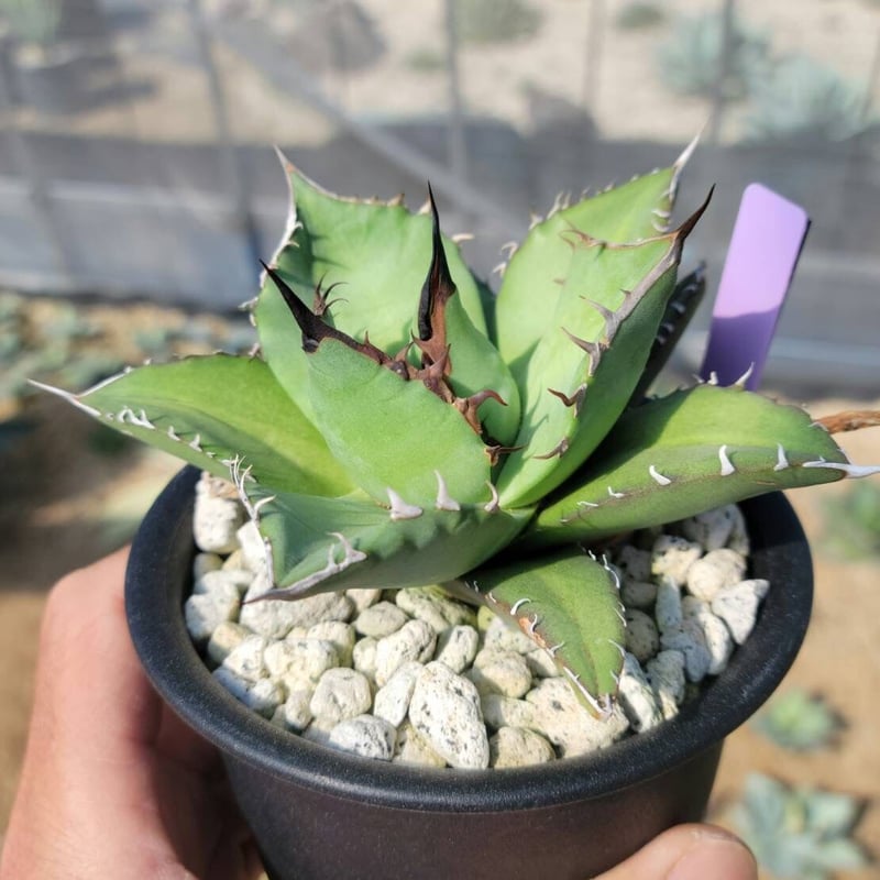 趣 agave titanota wide(猫爪)① | カトーエンゲー