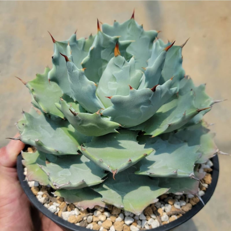 アガベ イシスメンシス | カトーエンゲー