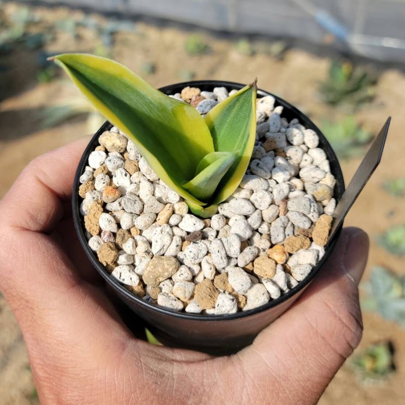 agave desmettiana gold margin① | カトーエンゲー