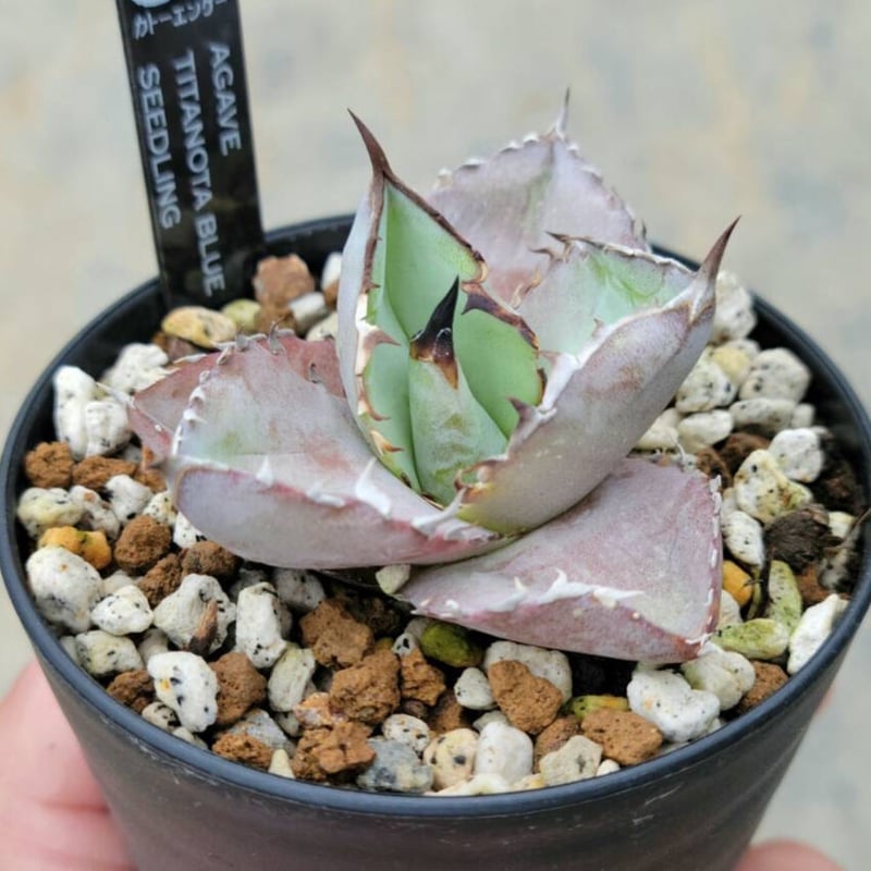 アガベチタノタブルー ② | カトーエンゲー