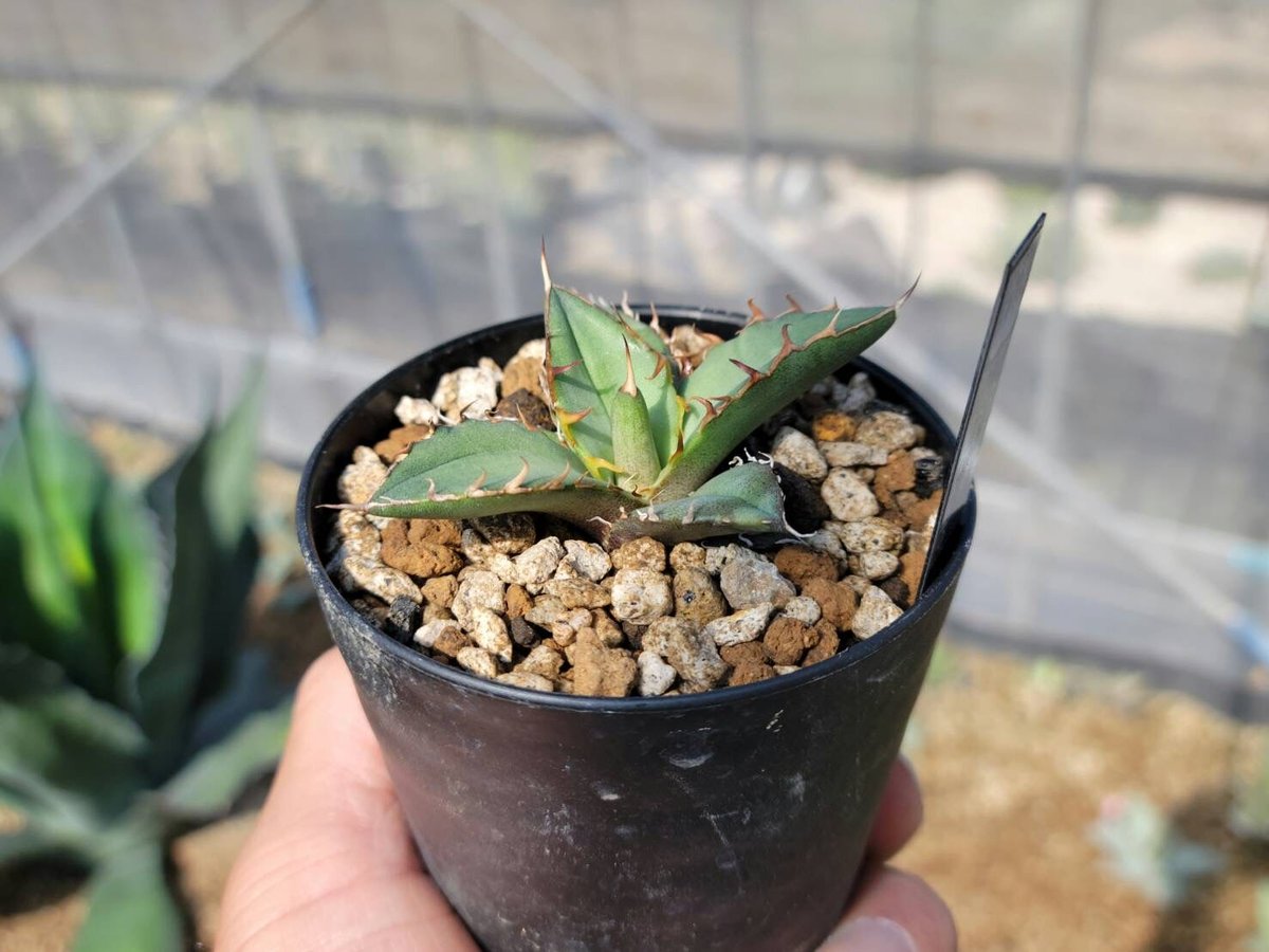 アガベ oaxaca oteroi seedling 現地実生 アガベ・オテロイ オアハカ実生の栽培記録 – ゆるぷ