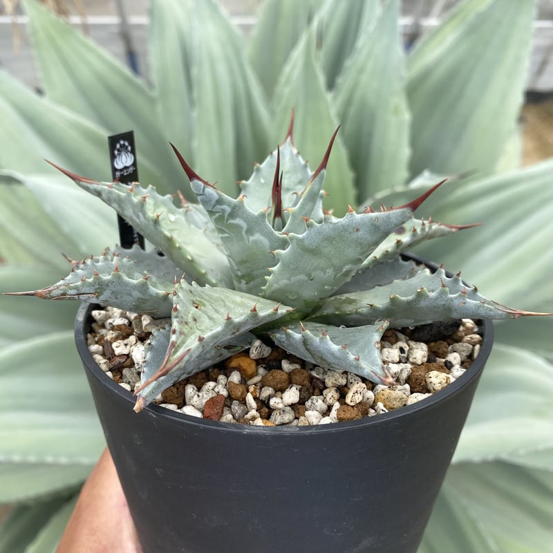 アガベモンタナビッグスカイ | カトーエンゲー