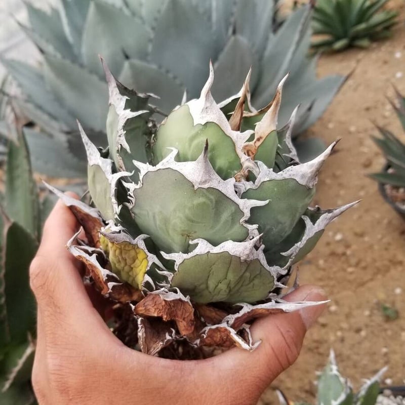 【最終値下げ】アガベ racetype カトーエンゲー　検）オテロイ　チタノタ アガベ チタノタ 烈焔 | カトーエンゲー