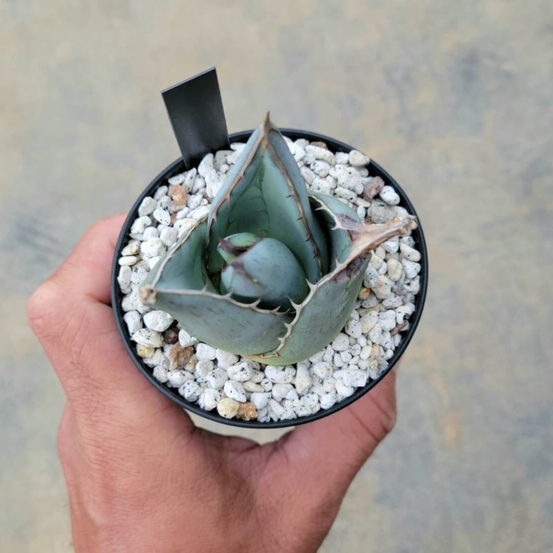 アガベ　ファンキアナ　特大株 アガベ ファンキアナ 特大株