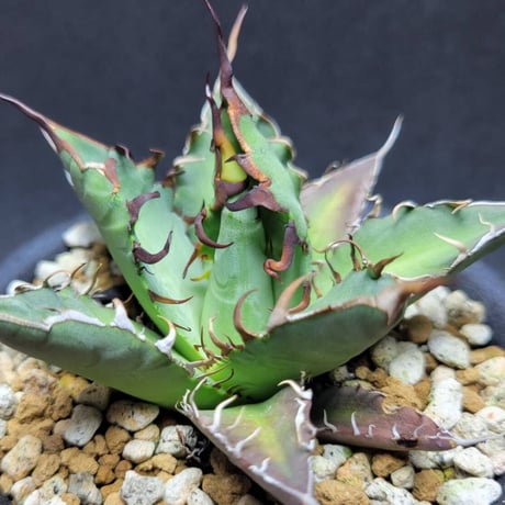 agave oteroi from oaxaca native seeds