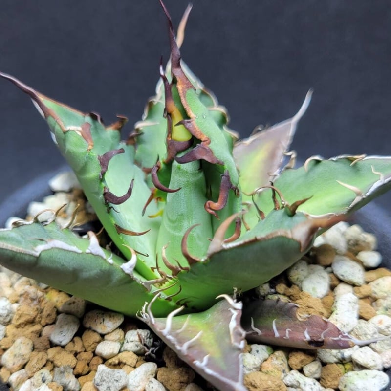 Agave oteroi from Oaxaca Native Seeds