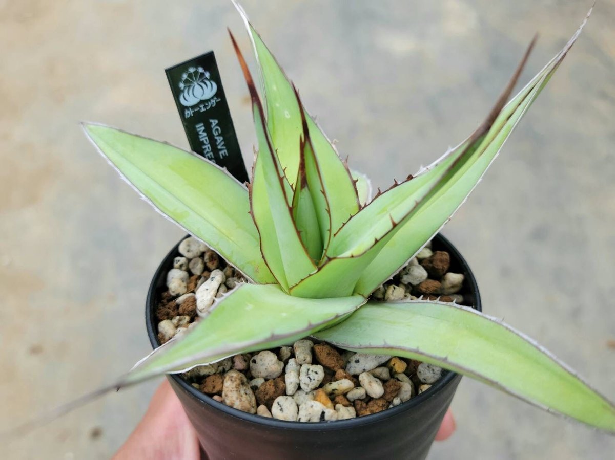 アガベ インプレッサ | カトーエンゲー