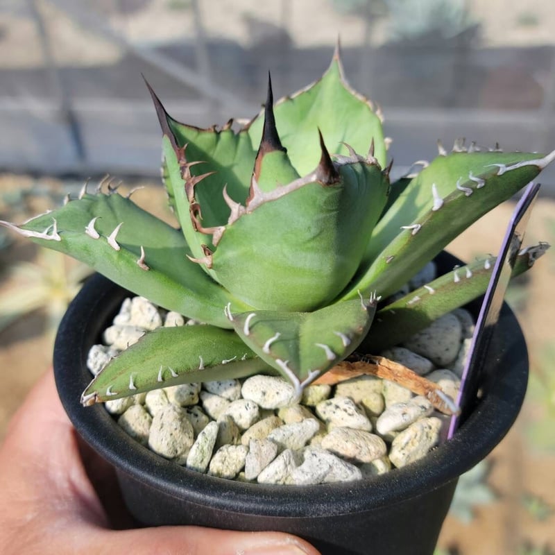 趣 agave titanota wide(猫爪)① | カトーエンゲー