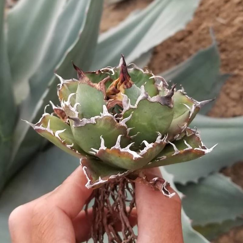 K*O様 B1 アガベ チタノタ　白鯨 アガベ チタノタ 白鯨 Agave titanota White whale NO.1 | m