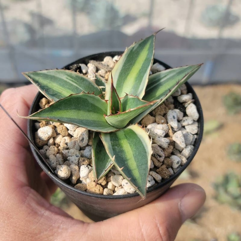 新品Mサイズ kaitlynSepia Agave 新品Mサイズ kaitlynSepia Agave Agave | SPG 'for sale'