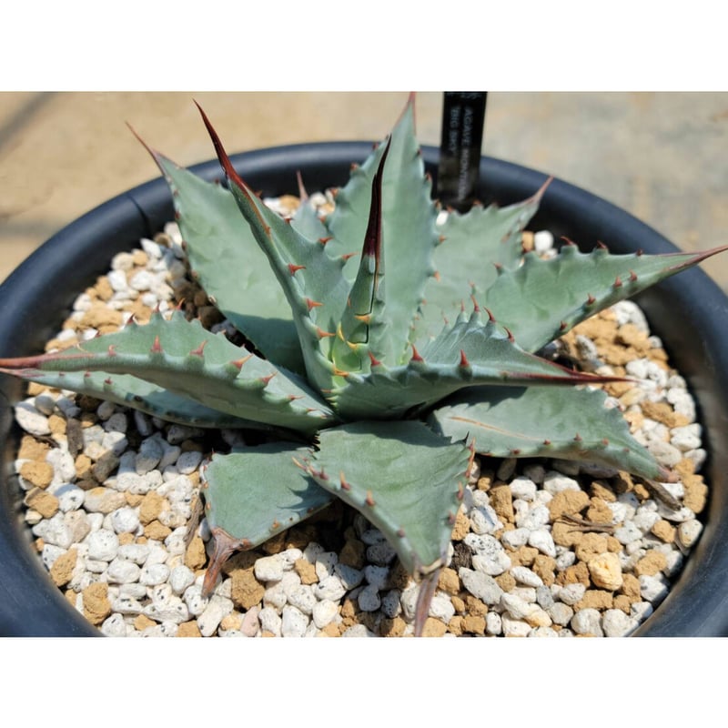 アガベ モンタナ モンタナティファニーとスカブラ錦。 ヤ◯オクなどでスカブラ錦