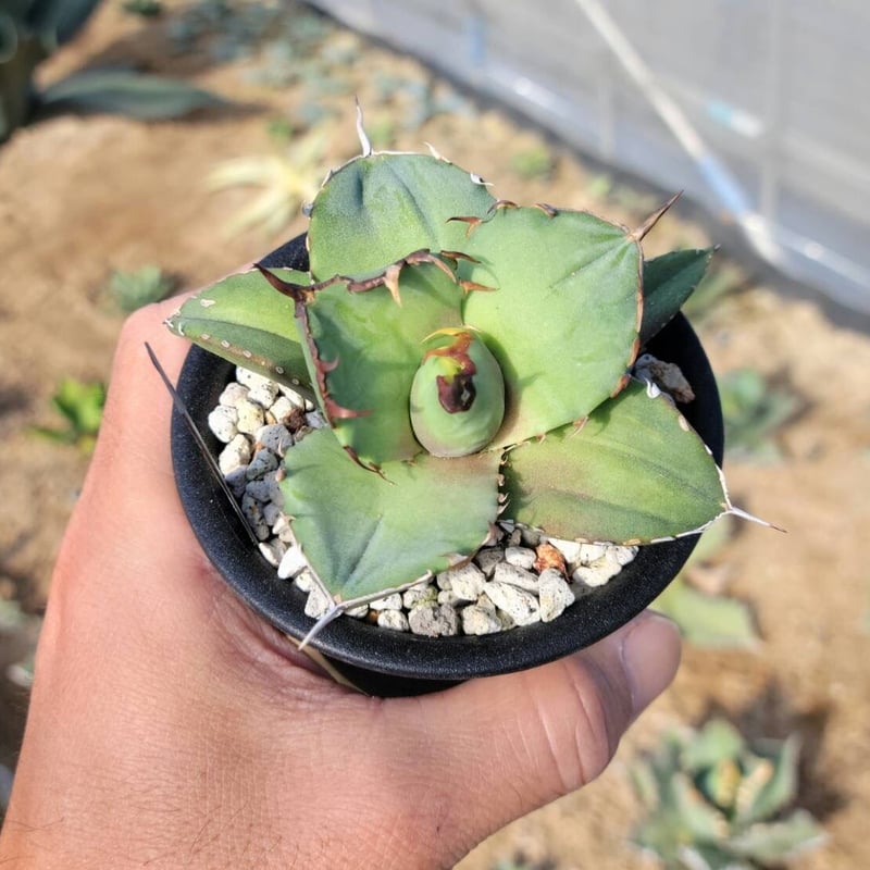 趣 agave titanota fo-076 compacta G.G.小 | カトーエンゲー