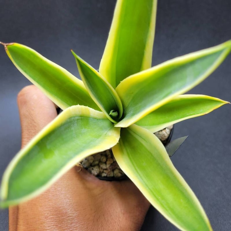 agave フラワー・ガーデニング アガベ マクロアカンサ ゴールデン