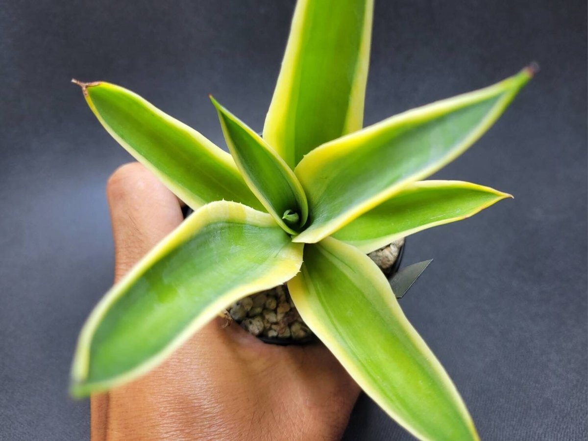 agave desmettiana gold margin ② | カトーエンゲー