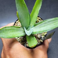 アガベ Agave parryi 'J.C.'s Shadow' 116 agave parryi 'j.c.'s