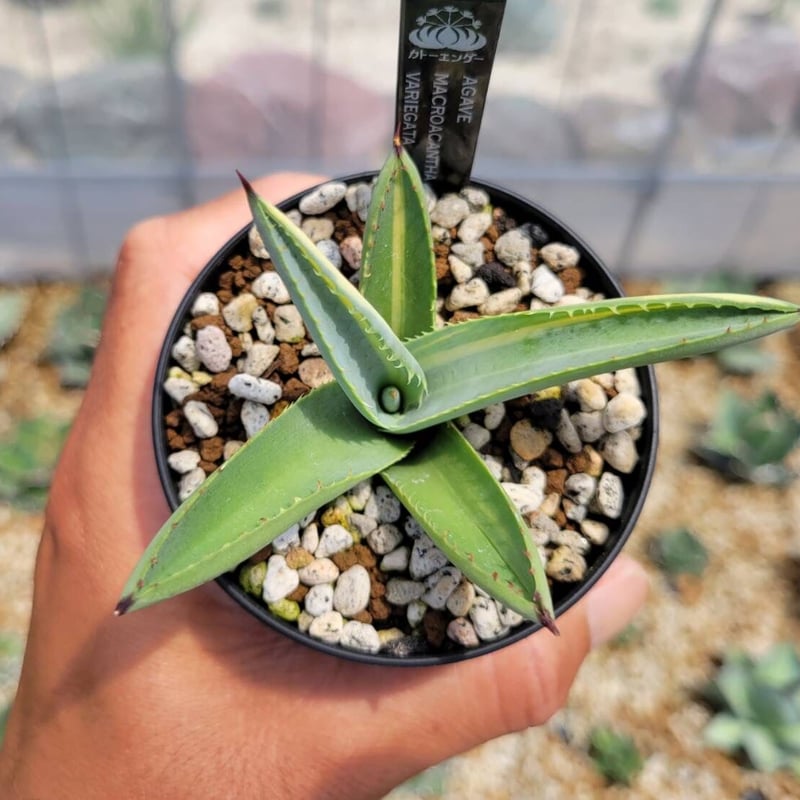 agave macroacantha variegata | カトーエンゲー