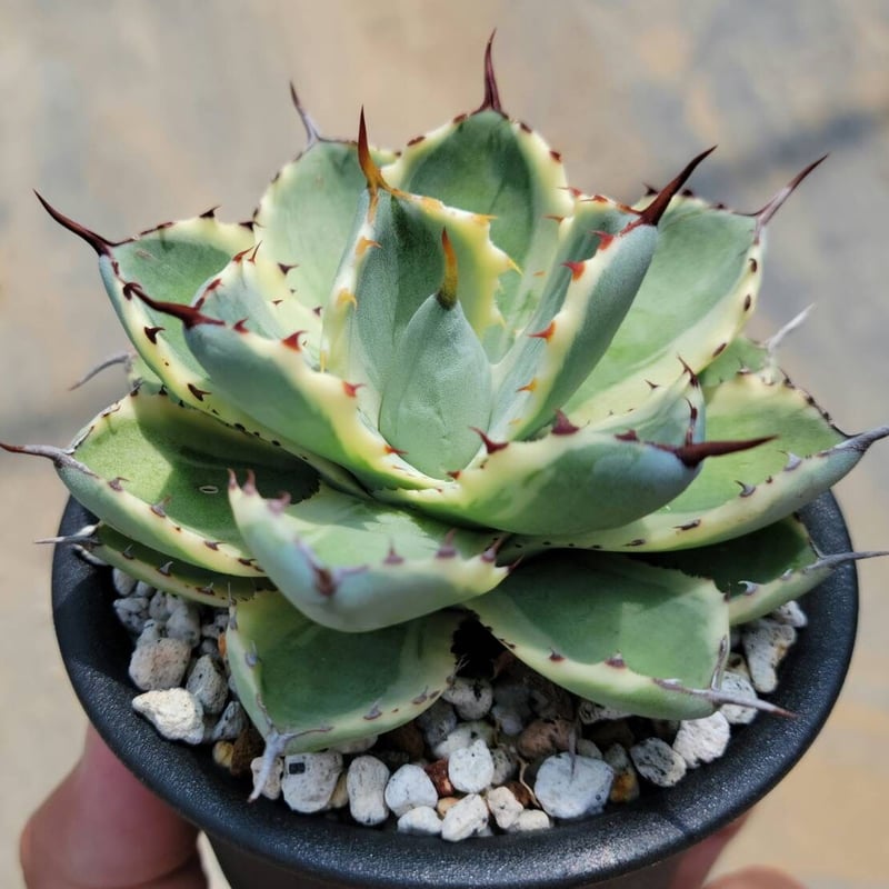 アガベ 吉祥冠錦 | カトーエンゲー