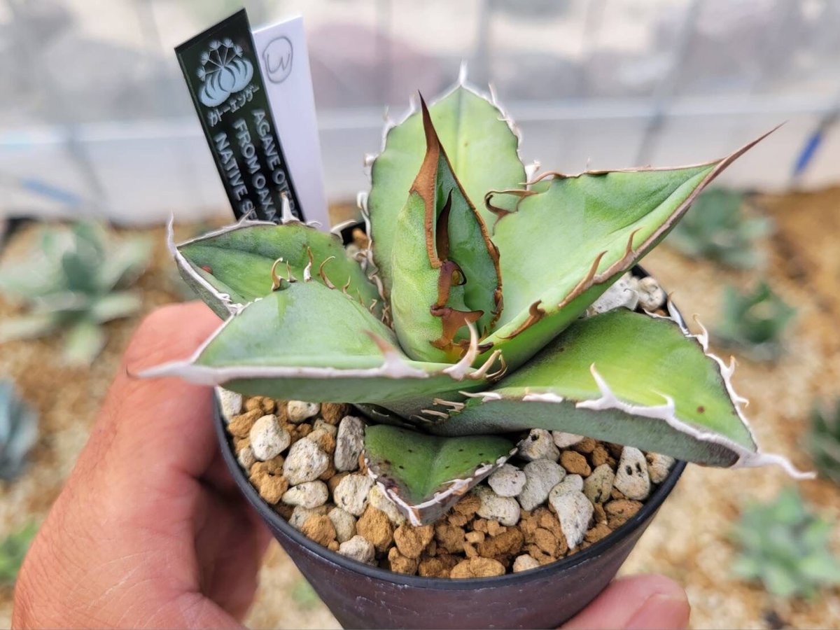 agave oteroi from oaxaca native seeds③ | カトーエンゲー