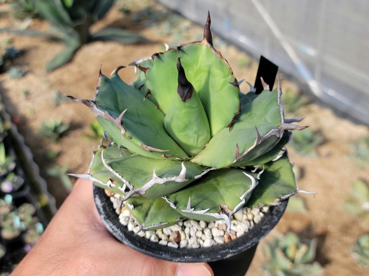 趣 agave titanota fo-076 compacta G.G.③ | カトーエンゲー 趣 agave titanota fo-076 compacta G.G.③ | カトーエンゲー