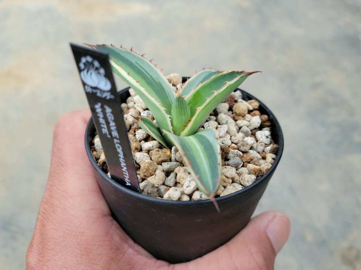 アガベ　ロファンサ　ゴールドフィンガー アガベ ロファンサ ホワイト | カトーエンゲー