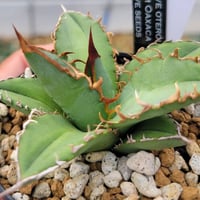 アガベ オバティサナ “シースター” | カトーエンゲー