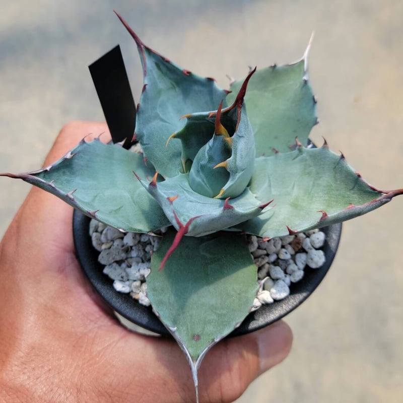 アガベ パラサナ×コロラータ | カトーエンゲー