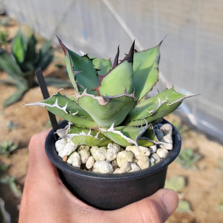趣 agave titanota panda(熊猫)②