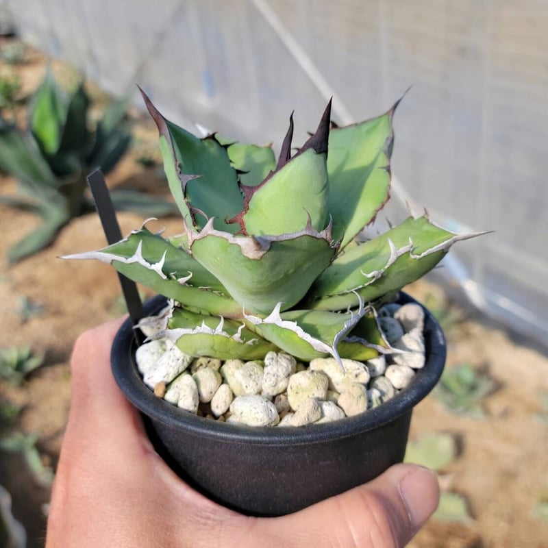 Agave Titanota ‘Panda‘ 熊猫 カキ仔