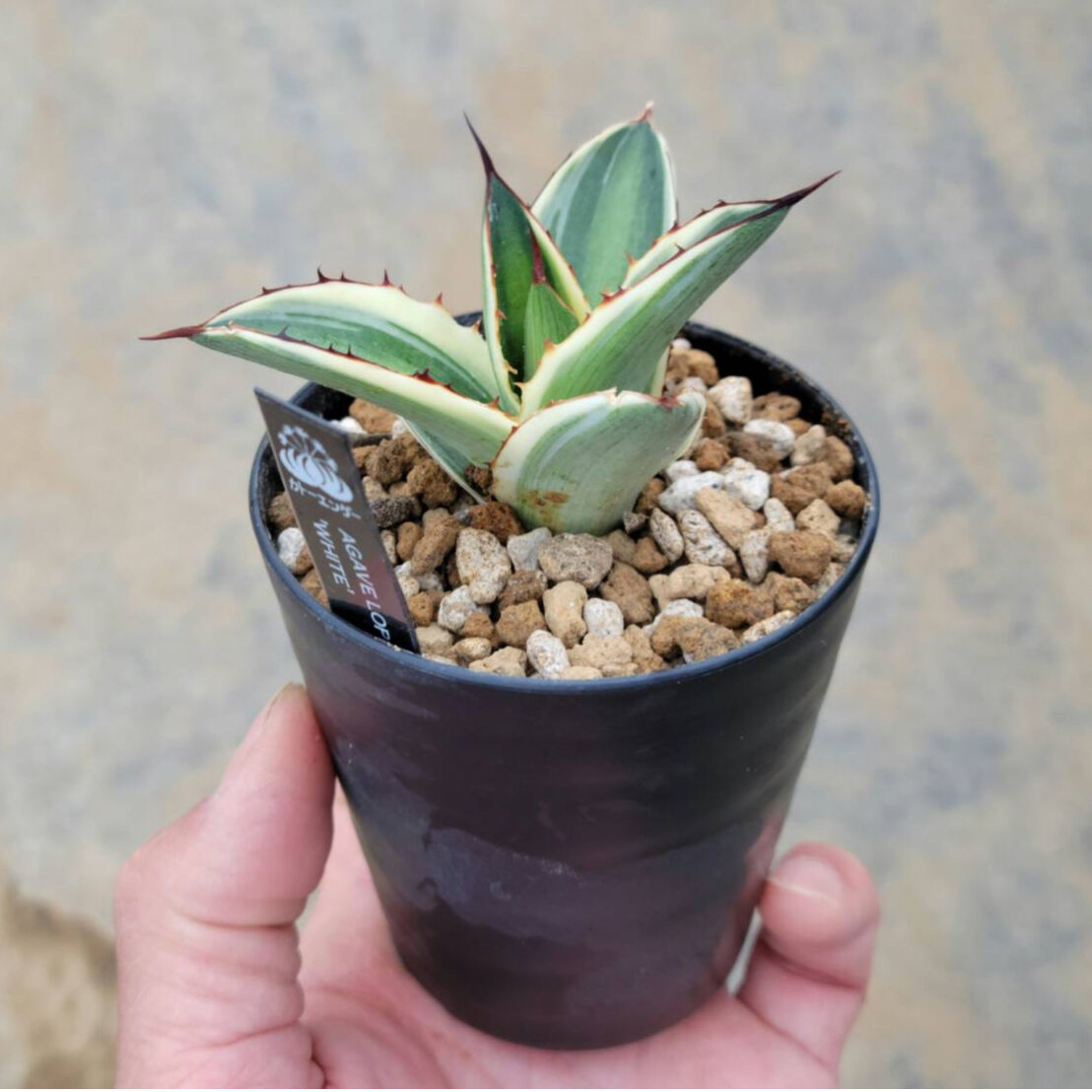 ②アガベ ホワイトファング Hidden agave オテロイ パープソラム