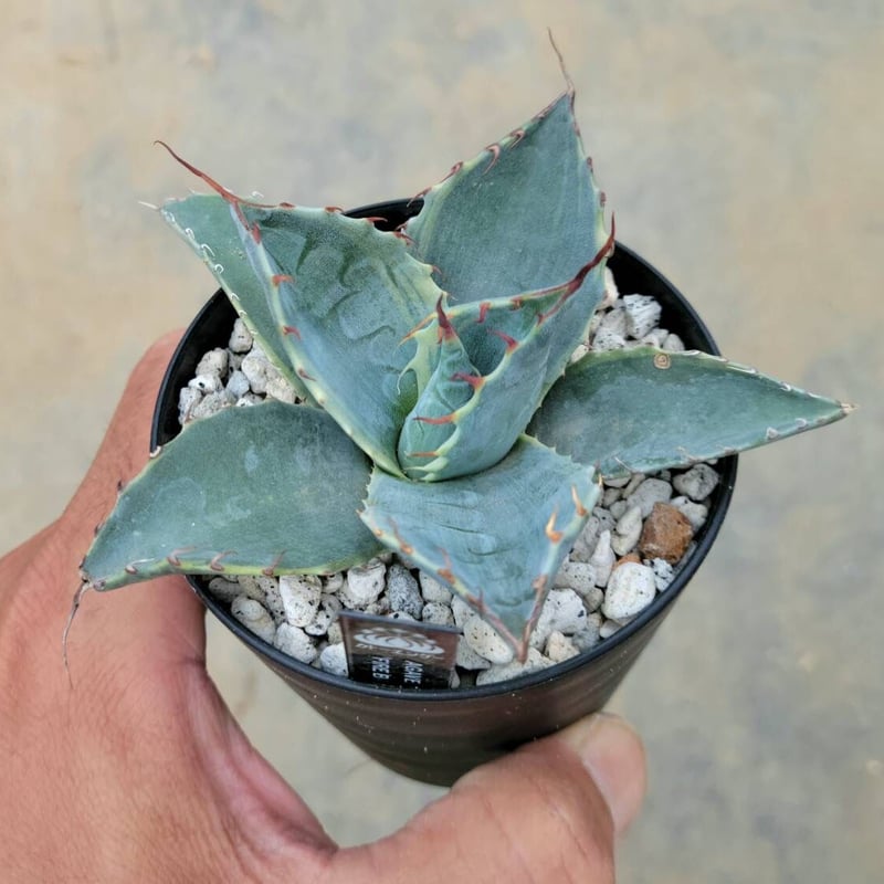 アガベ USパラサナ✖️マルガリータ胴切り天 アガベ・パラサナ｜Agave