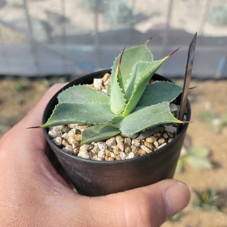 agave bfi