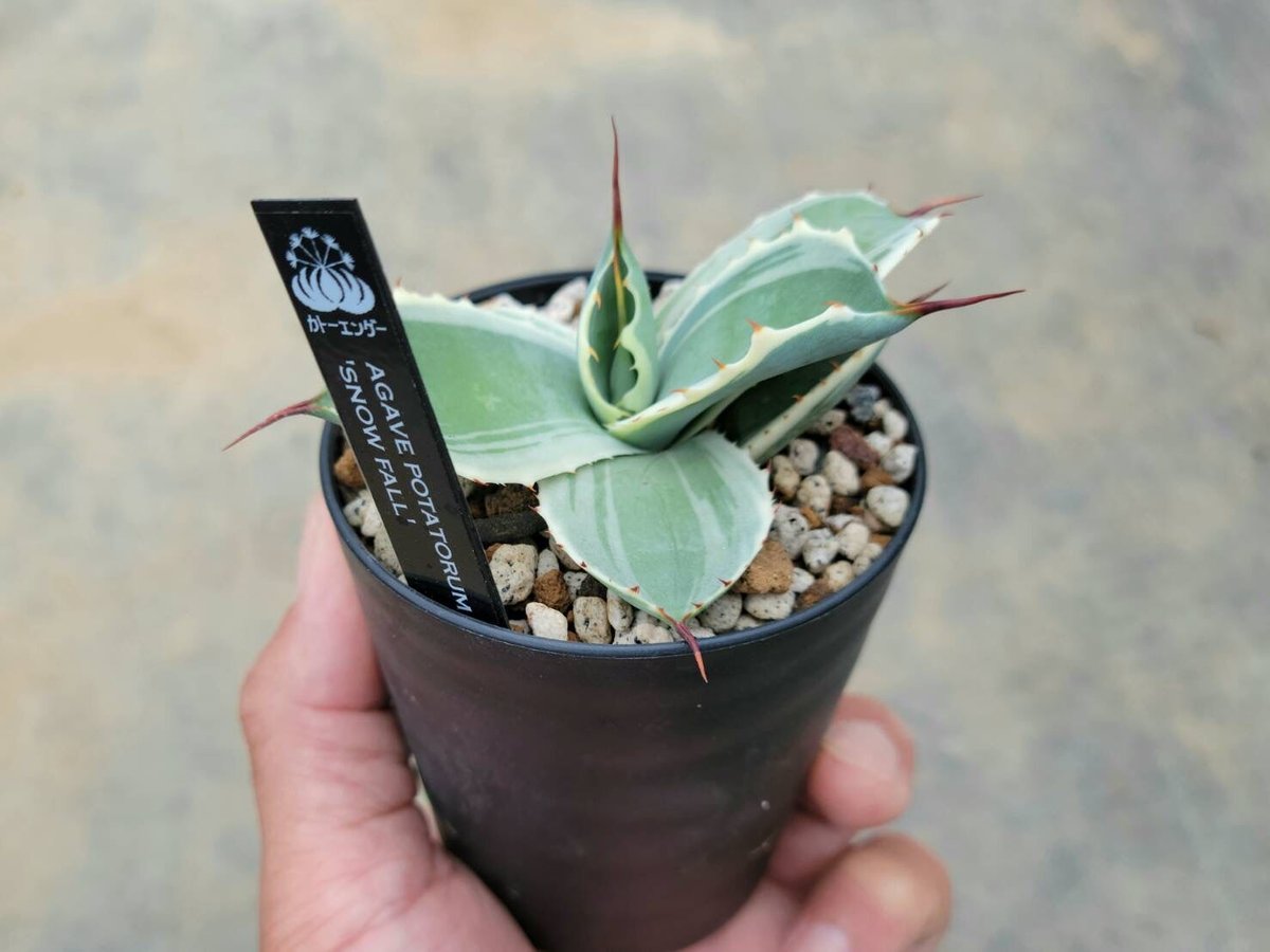 アガベ　スノーフォール　大株 アガベ ポタトラム”スノーフォール” | ネットショップ・アガベ