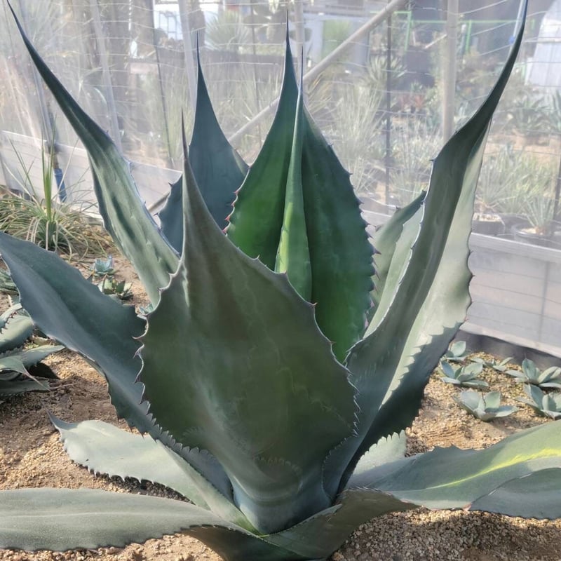 agave atrovirens mirabilis | カトーエンゲー