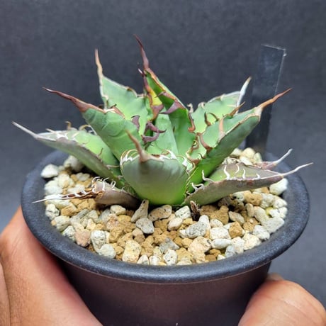 agave oteroi from oaxaca native seeds