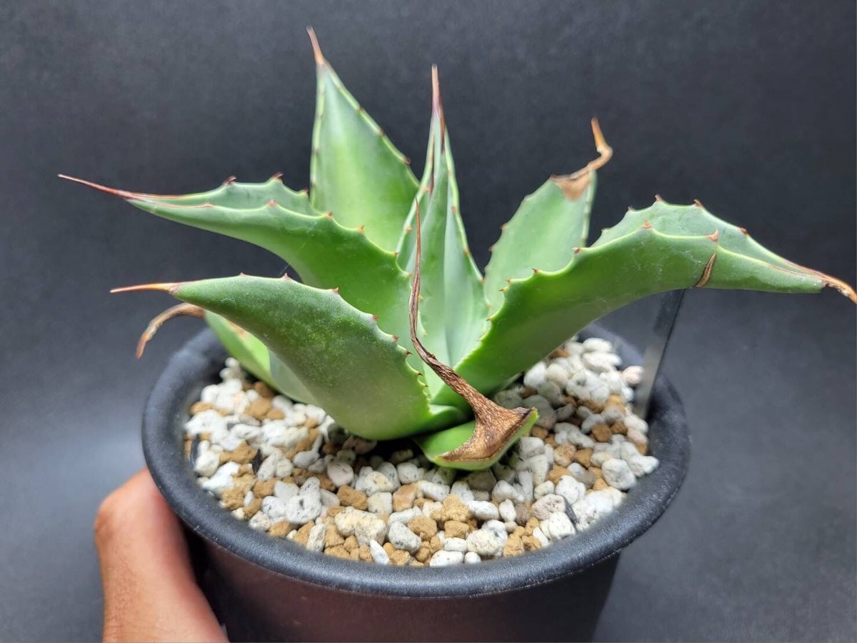 ovatifolia 'Cameo' オバティフォリア カメオ 美株 agave ovatifolia cameo | カトーエンゲー