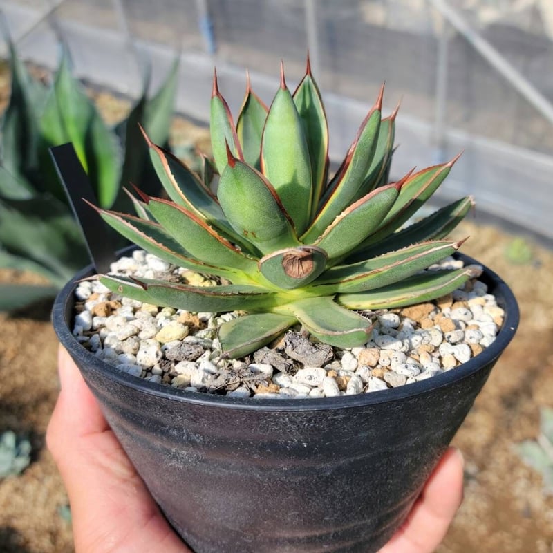 Agave Burn Burgundy Variegated