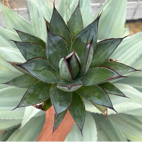 アガベブルーグロー | STORES