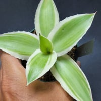 agave ovatifolia cameo | カトーエンゲー