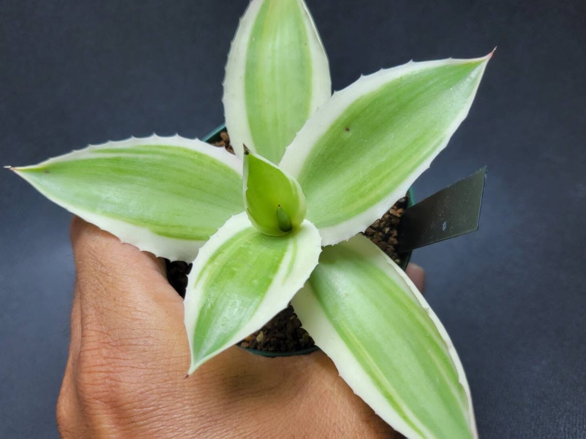 agave desmettiana 雪月花④ | カトーエンゲー agave desmettiana 雪月花④ | カトーエンゲー