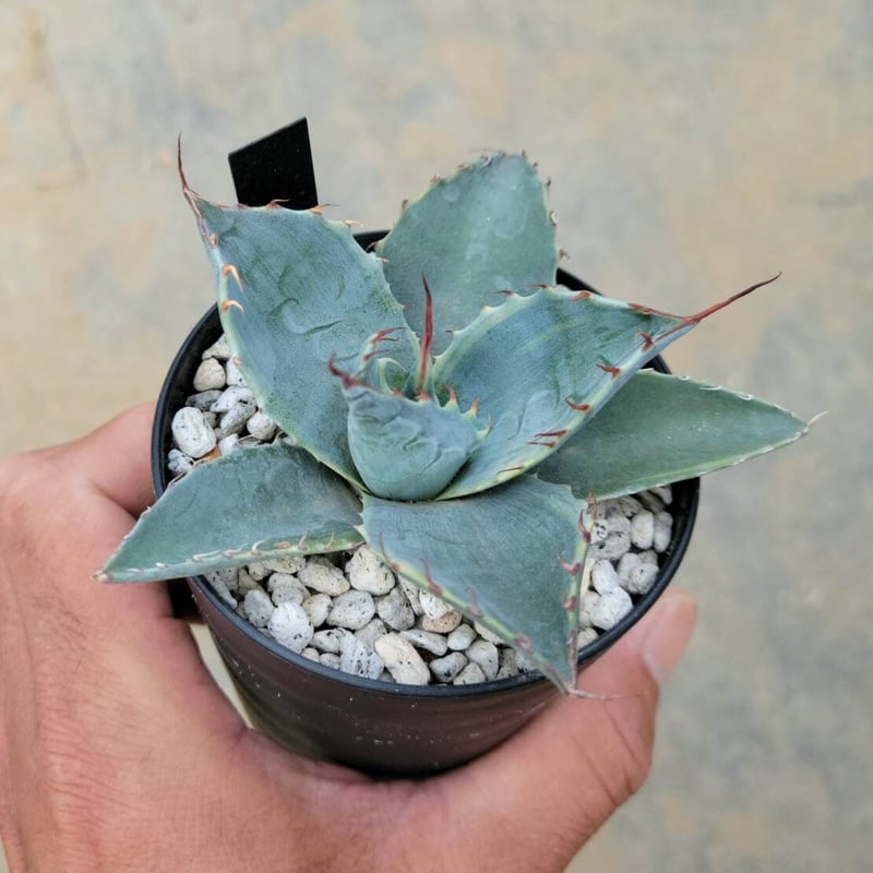 アガベ　パラサナ　ファイヤーボール中株 アガベ パラサナ ファイヤーボール | カトーエンゲー