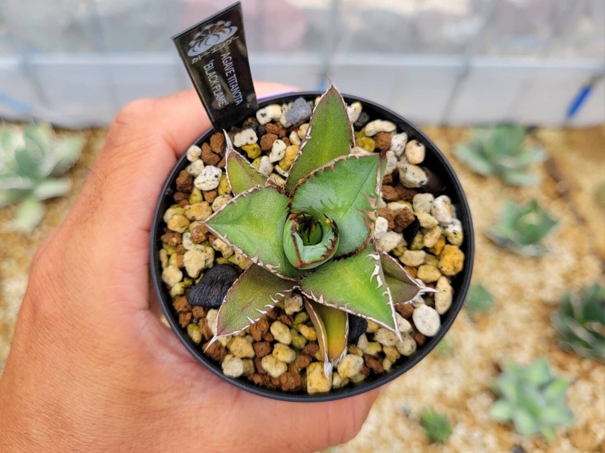 agave titanota 'black flame' | カトーエンゲー agave titanota 'black flame' | カトーエンゲー