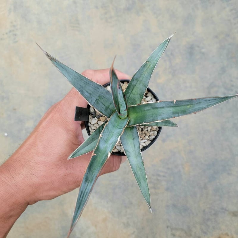 アガベ キシロナカンサ ブルー | カトーエンゲー